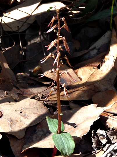 {Listera australis}